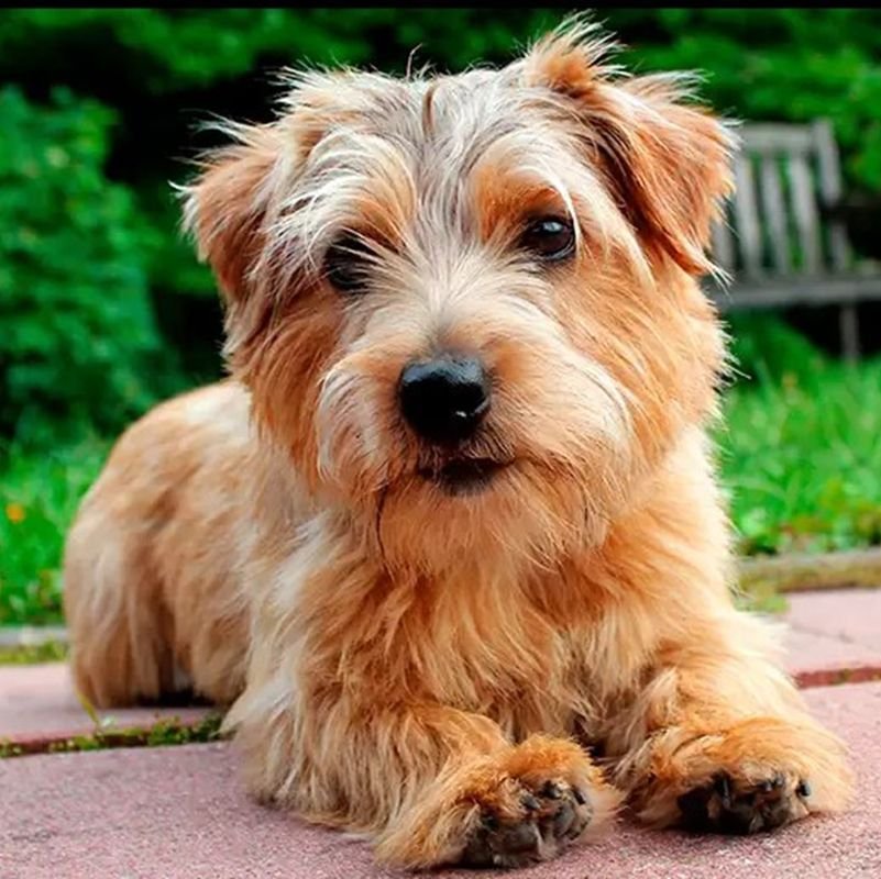 perro-norfolk-terrier-800x800